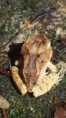 Craugastor megacephalus