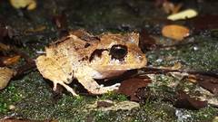 Craugastor megacephalus