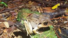 Craugastor megacephalus