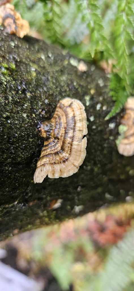 Trametes versicolor · April 2025 · photo: © shane212 (iNaturalist, cc0)