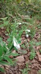 Lithospermum trinervium