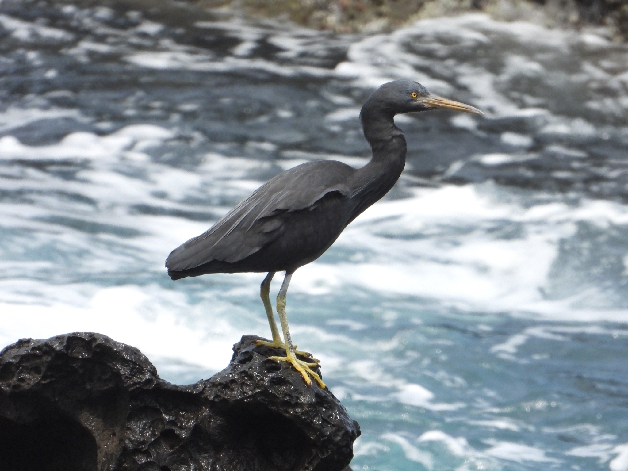 Pacific Reef Heron