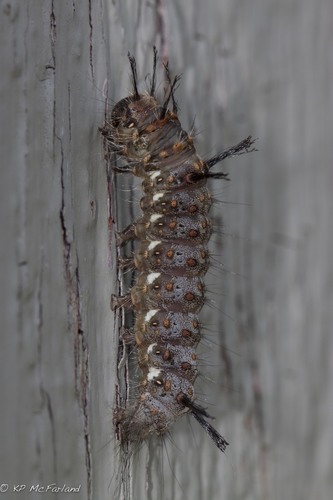 Eastern Panthea Moth