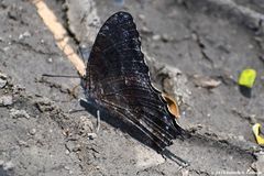Memphis pithyusa
