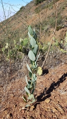 Dendromecon harfordii