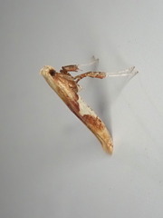 Caloptilia bimaculatella