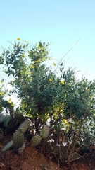 Dendromecon harfordii