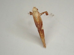 Caloptilia bimaculatella
