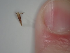 Caloptilia bimaculatella