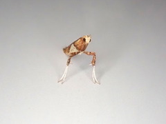 Caloptilia bimaculatella