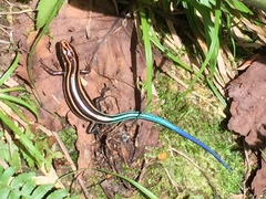 Plestiodon finitimus