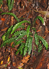 Blechnum membranaceum