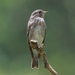 Dark-sided Flycatcher - Photo (c) mwbirdco, some rights reserved (CC BY-NC), uploaded by mwbirdco
