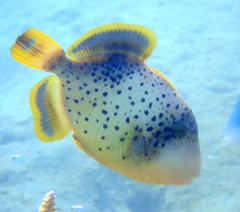 Yellowmargin Triggerfish photo 2