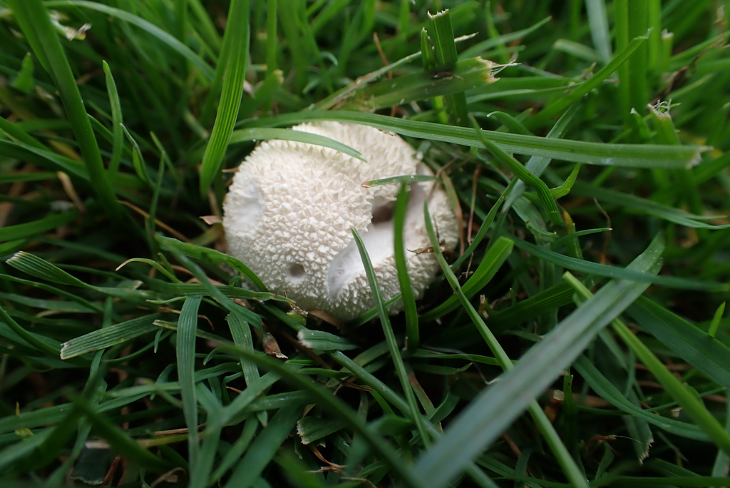 Lycoperdon pratense · April 2025 · photo: © berardom (iNaturalist, cc-by)