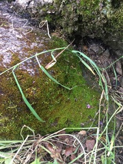 Vinealobryum vineale