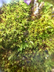 Vinealobryum vineale