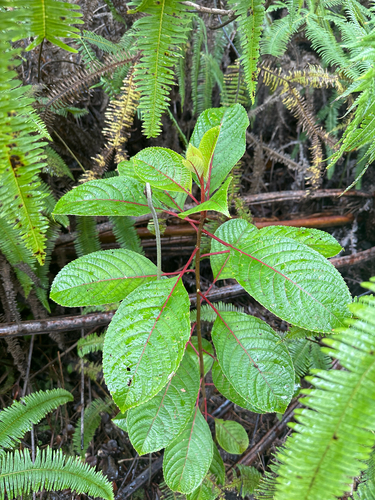 Olomea (Perrottetia sandwicensis)