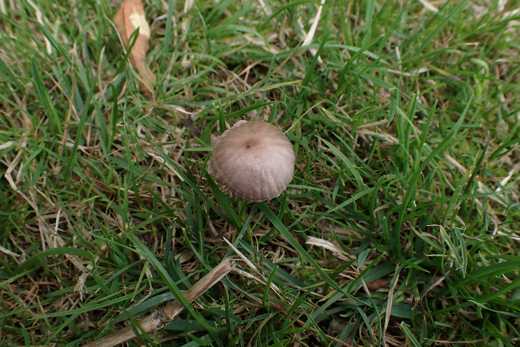 Panaeolus foenisecii · April 2025 · photo: © berardom (iNaturalist, cc-by)