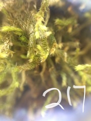 Antitrichia curtipendula