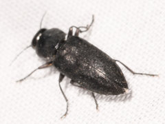 Melanophila