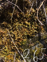 Homalothecium aureum