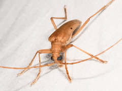 Centrodera