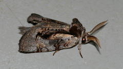 Gallaba eugraphes