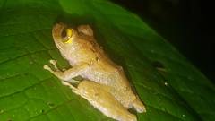 Pristimantis cerasinus