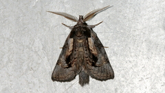 Gallaba eugraphes