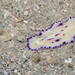 Laing Island Flatworm - Photo (c) budak, some rights reserved (CC BY-NC), uploaded by budak