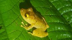 Pristimantis cerasinus