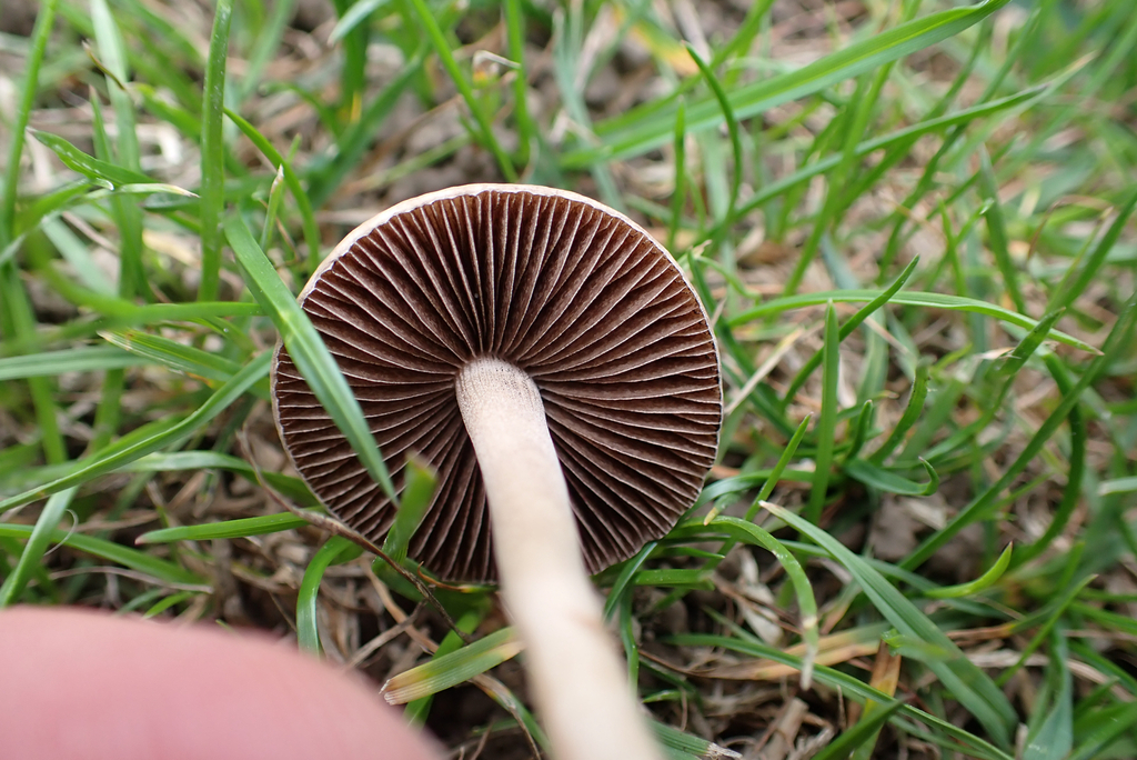 Panaeolus foenisecii · April 2025 · photo: © berardom (iNaturalist, cc-by)