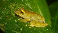 Pristimantis cerasinus