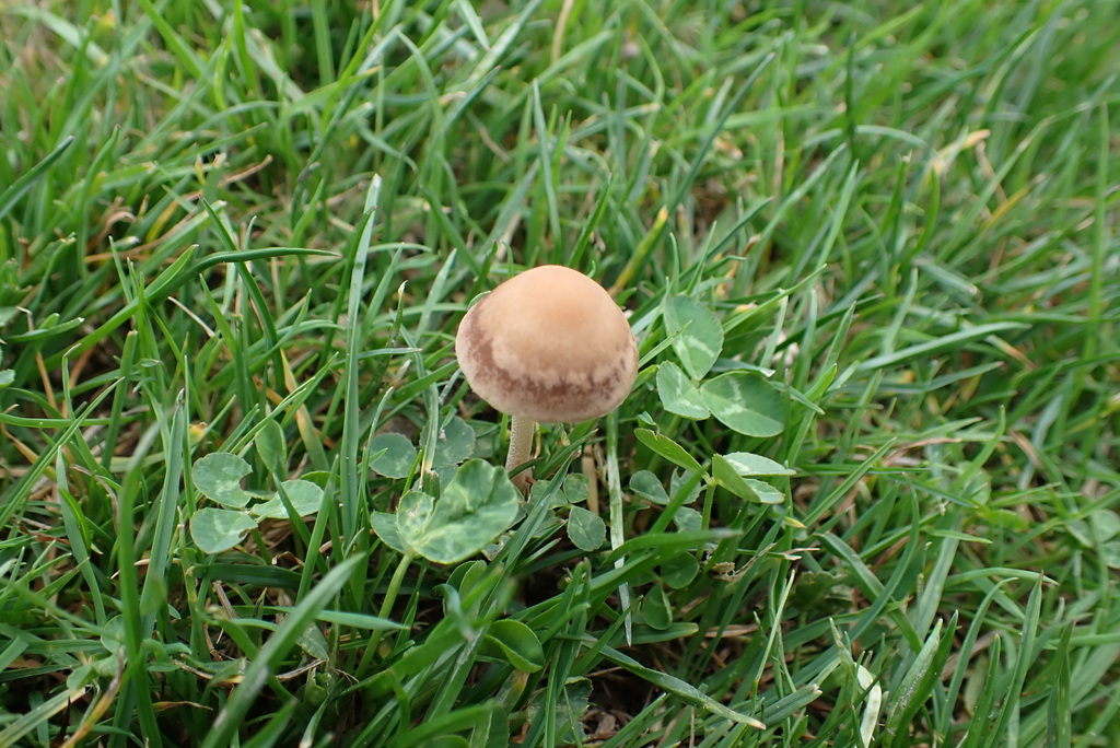 Panaeolus foenisecii · April 2025 · photo: © berardom (iNaturalist, cc-by)