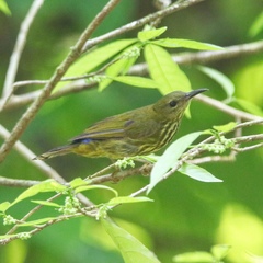 Kurochkinegramma hypogrammicum