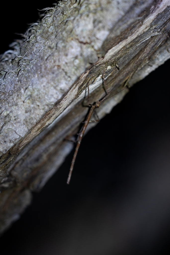 Cladomorphus tuberculatus