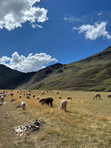 Alpaca