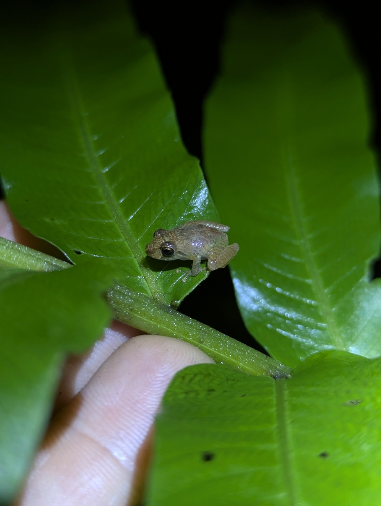 Delius' Rainfrog