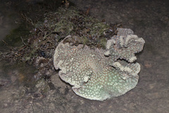 Duncanopsammia peltata