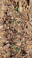 Acmispon grandiflorus grandiflorus