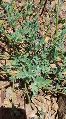 Acmispon grandiflorus grandiflorus