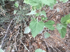 Ambrosia cordifolia