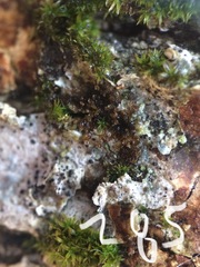 Frullania bolanderi