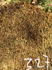 Pseudisothecium cristatum