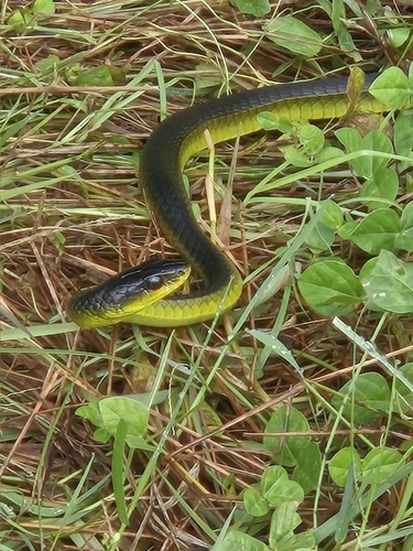 Common Tree Snake sighting
