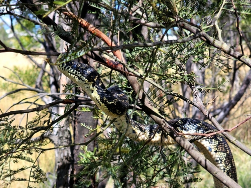 Diamond Python sighting