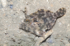Pseudomonacanthus macrurus