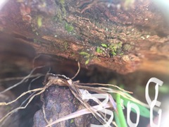 Aulacomnium androgynum