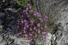 Zeltnera beyrichii